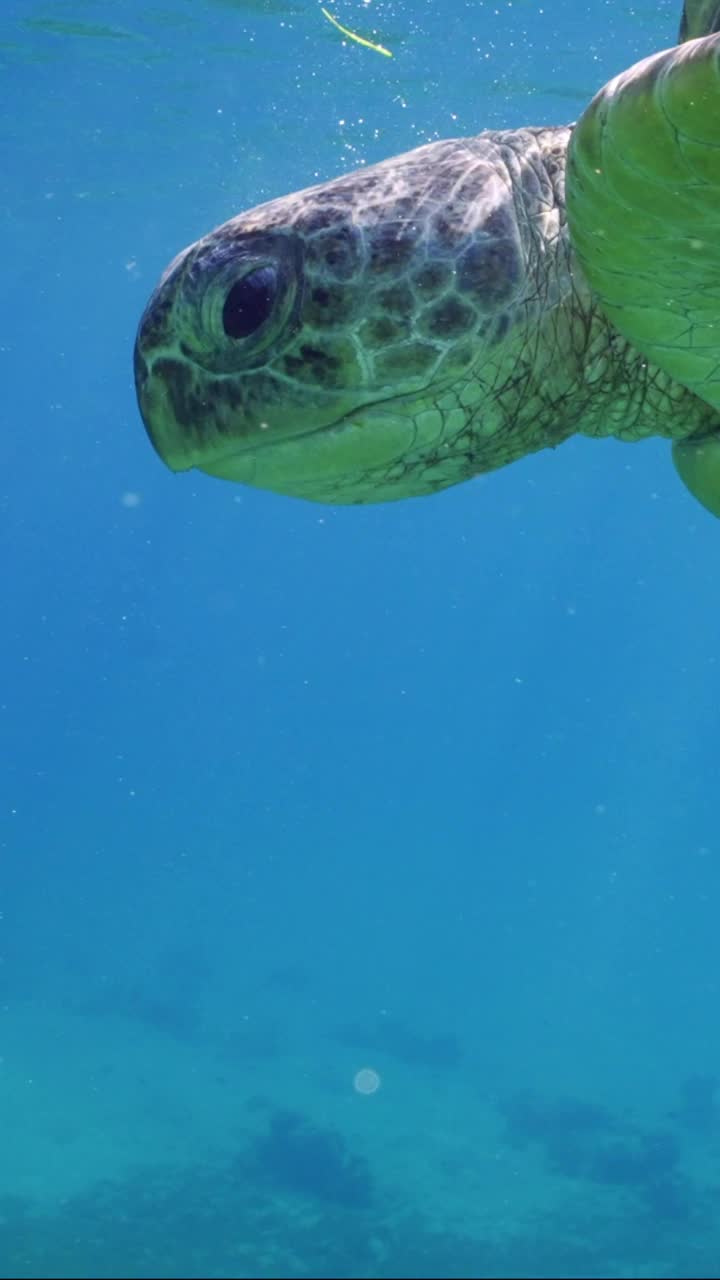 绿海龟和金银鱼在水面下游动视频素材