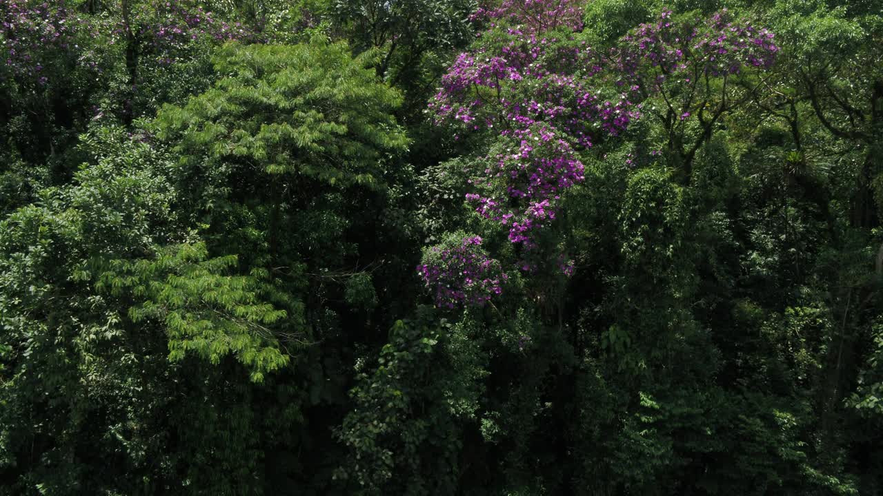 巴西南部大西洋森林生物群系鸟瞰图。视频素材