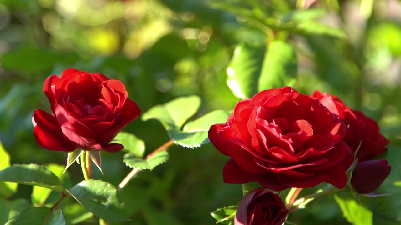 红玫瑰。花园里的灌木丛。玫瑰花蕾。夏天的花瓣。自然中的玫瑰。树枝和树叶。视频素材