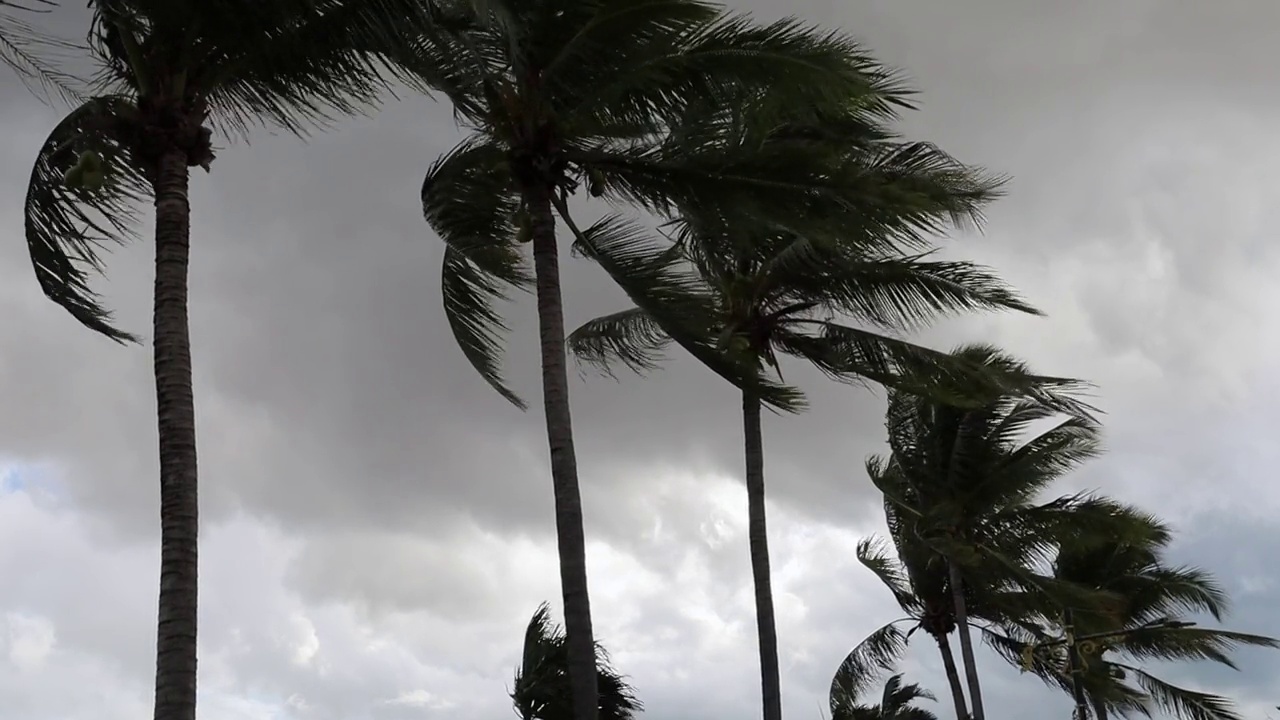 阵风热带风暴。雨季有风的天气和摇曳的椰叶。视频素材