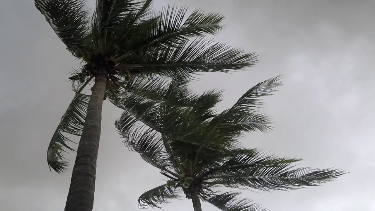 阵风热带风暴。雨季有风的天气和摇曳的椰叶。视频素材