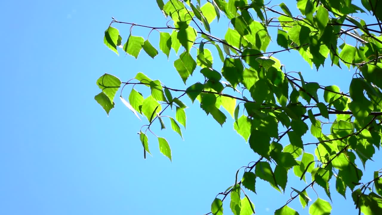 在蓝色晴朗的天空背景上，树枝上有绿色的叶子。自然景观与新鲜的叶子，慢动作，近距离，高清。ProRes 422 HQ。视频素材