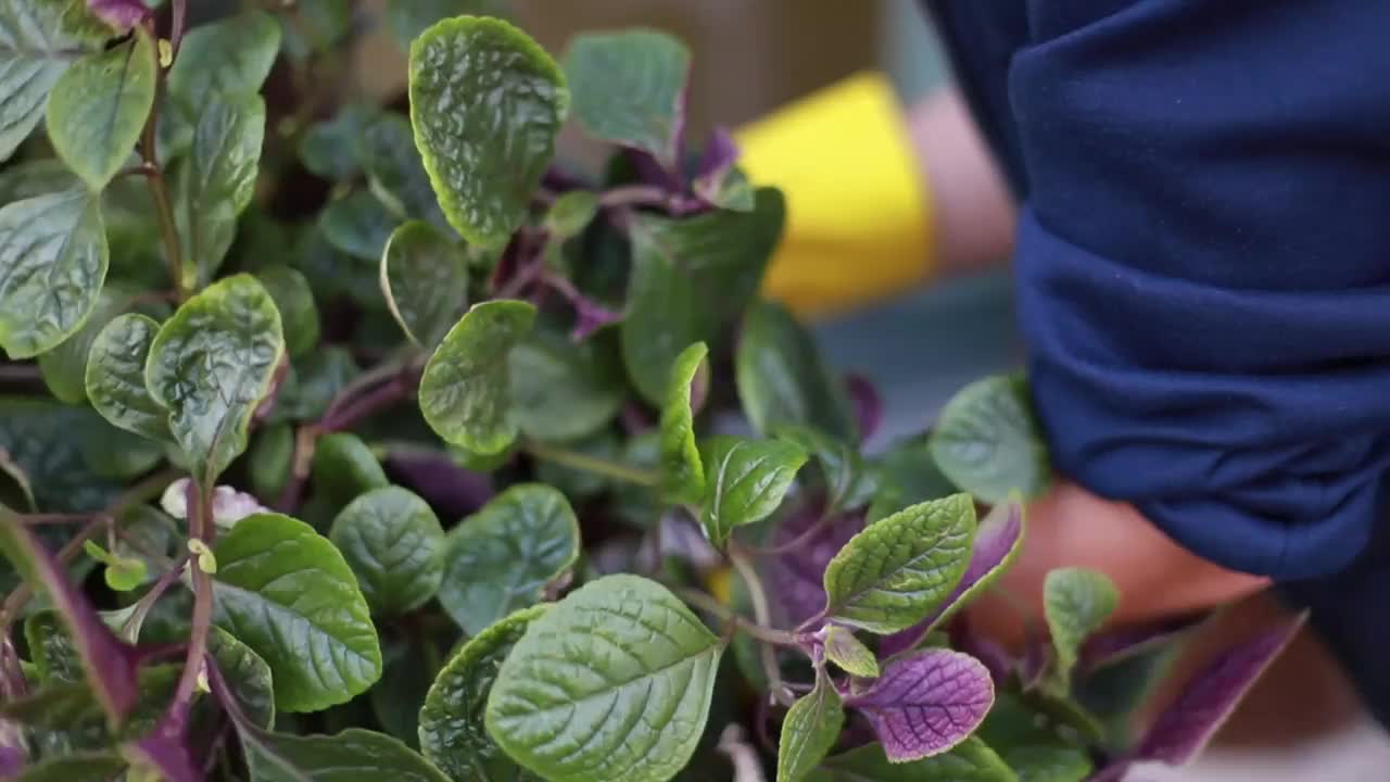 紫罗兰和绣球花。园艺。花盆里的花视频素材