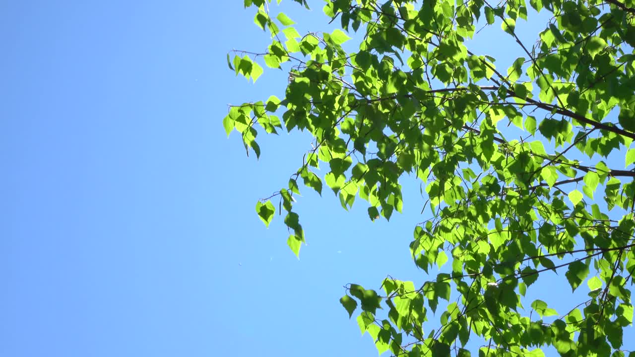 在蓝色晴朗的天空背景上的绿叶树枝4K。自然景观与新鲜的树叶，实时，近距离，超高清。ProRes 422 HQ。视频素材