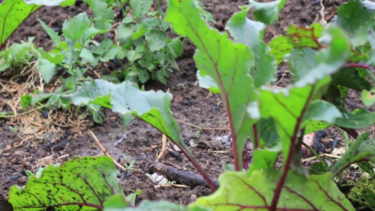 小甜菜植物在花园里，近距离视频素材