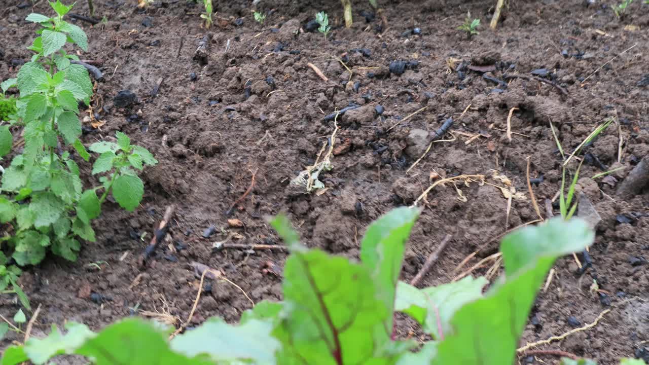 小甜菜植物在花园里，近距离视频素材