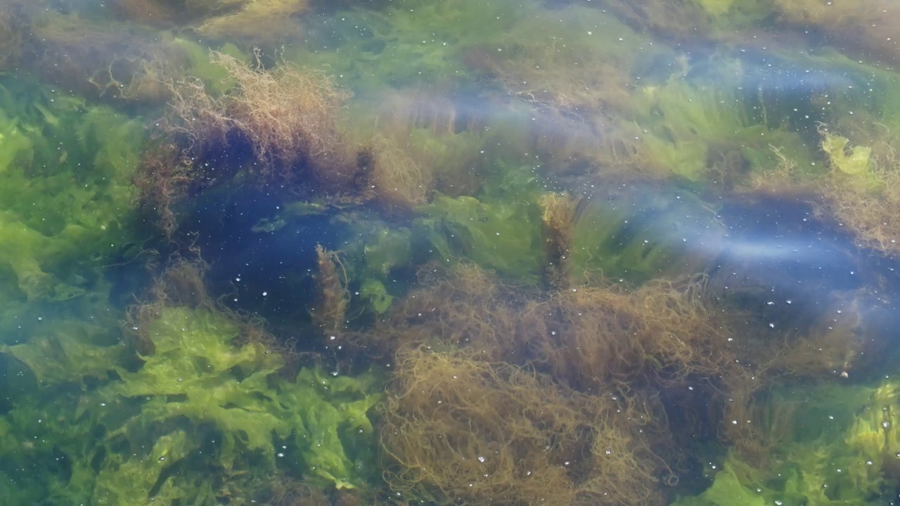 肮脏的海洋，海藻和泥浆泡沫视频素材