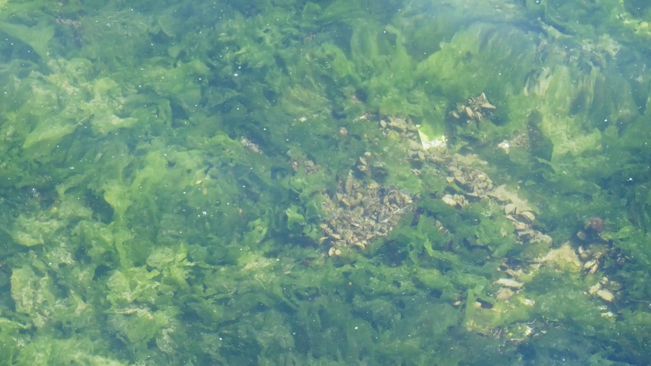 肮脏的海洋，海藻和泥浆泡沫视频素材