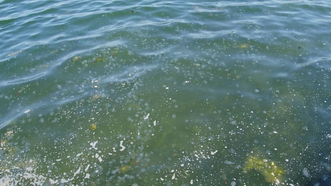 肮脏的海洋，海藻和泥浆泡沫视频素材