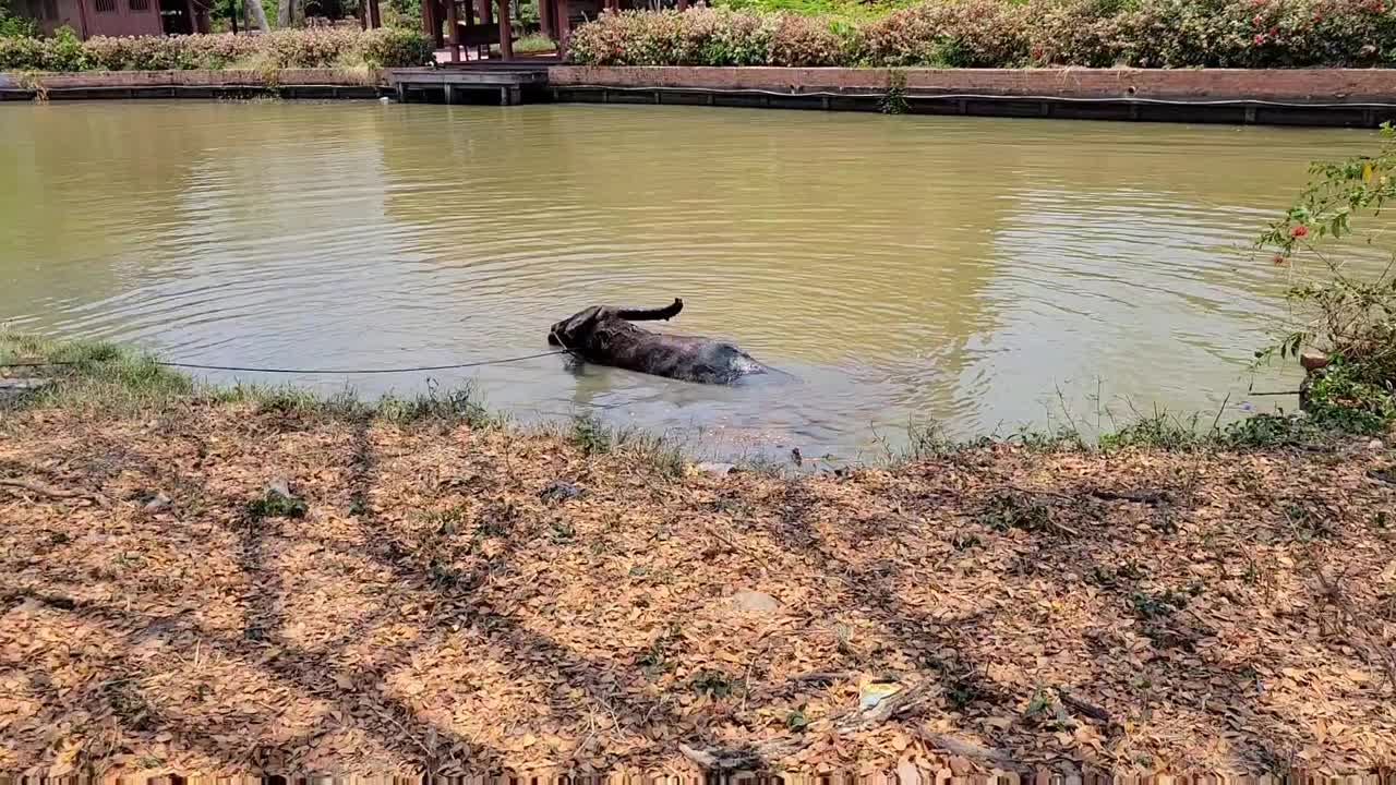 水牛。水牛在河边的泰国，炎热的夏天视频下载