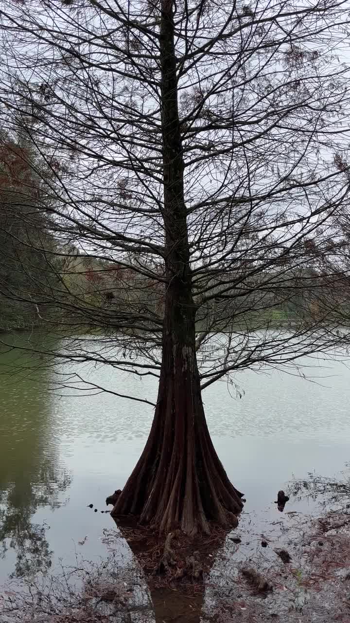 秋天湖边的树视频素材