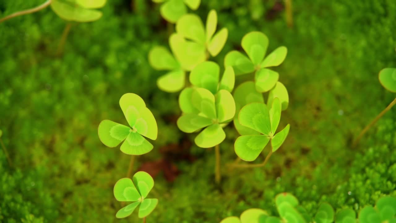 水生植物视频下载