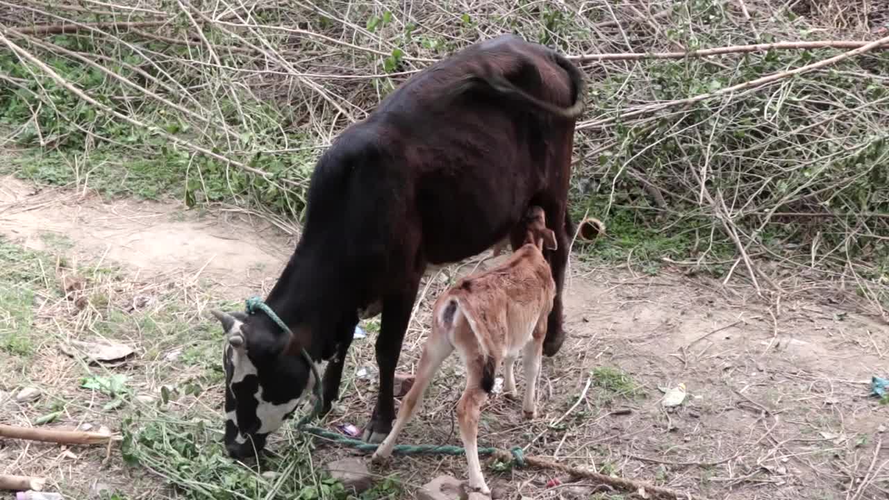 小牛正在给她的母牛喂奶视频素材