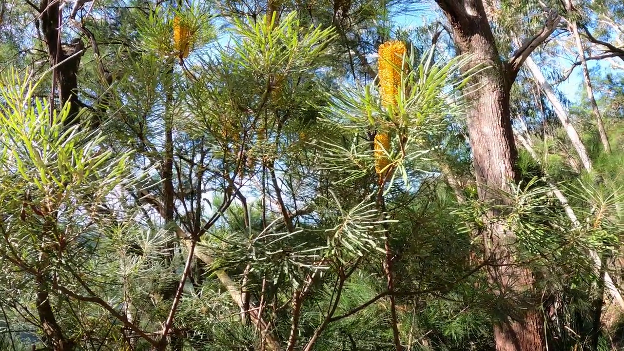 Banksia Spinulosa花在盛开的镜头视频素材