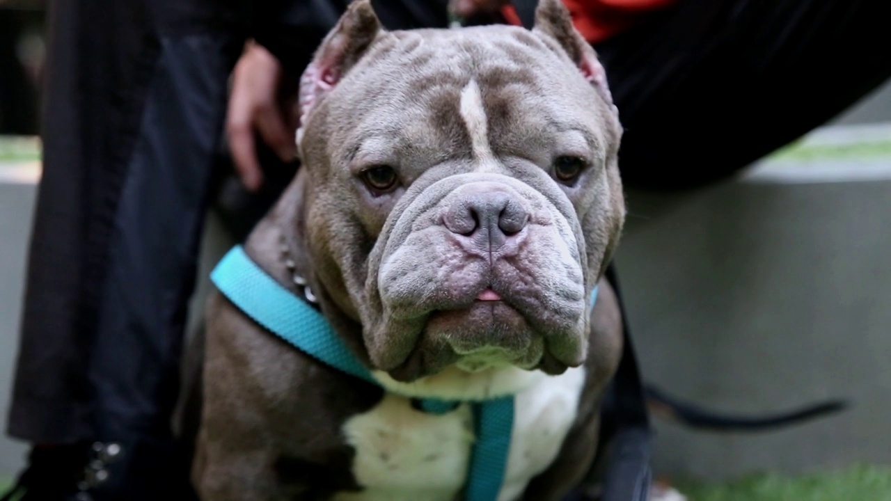 斗牛犬狗脸细节视频素材