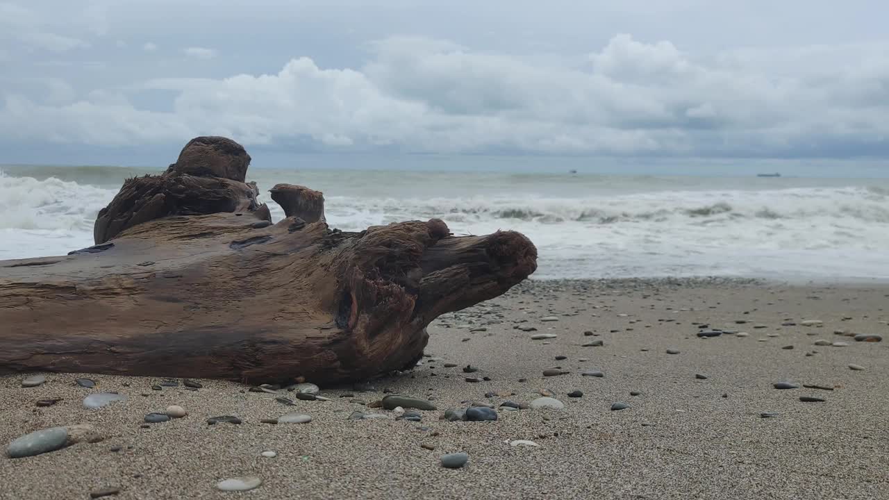 被扔在海边的树干视频素材