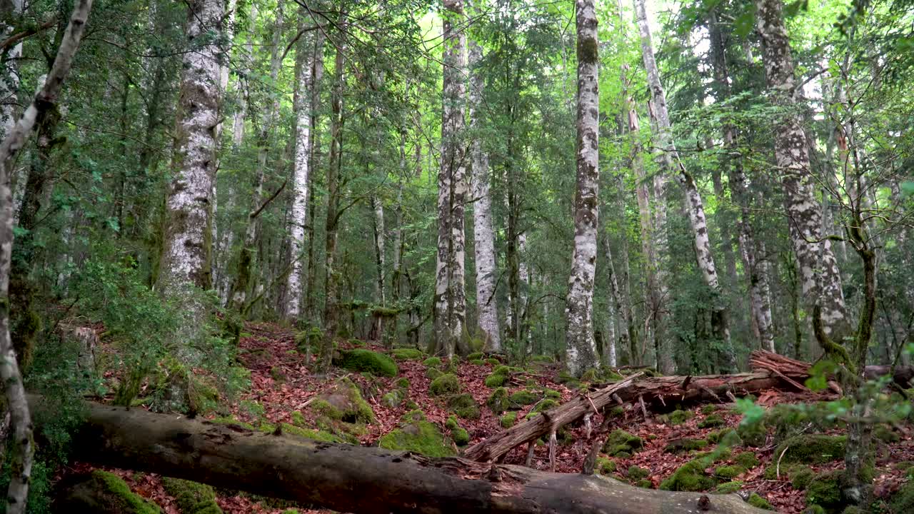 徒步旅行者漫步在郁郁葱葱的森林里，在户外自由自在视频素材