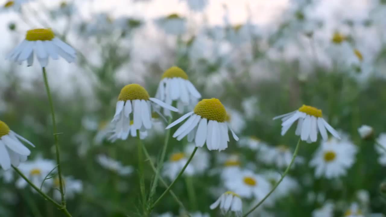 晚霞下的洋甘菊田。视频素材