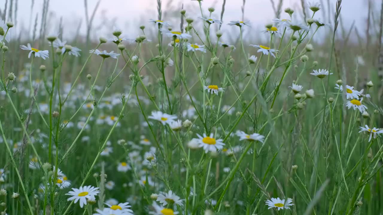 晚霞下的洋甘菊田。视频素材