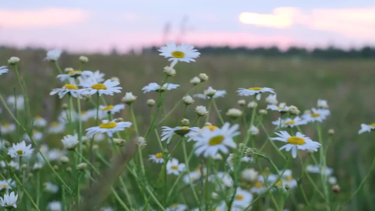 晚霞下的洋甘菊田。视频素材