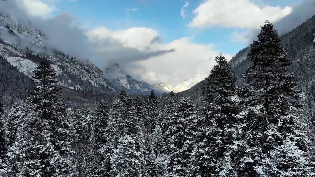 冬季森林低云针叶林景观鸟瞰图树木背景旅游宁静的景观与雪覆盖的树木山谷。低空无人机视频素材