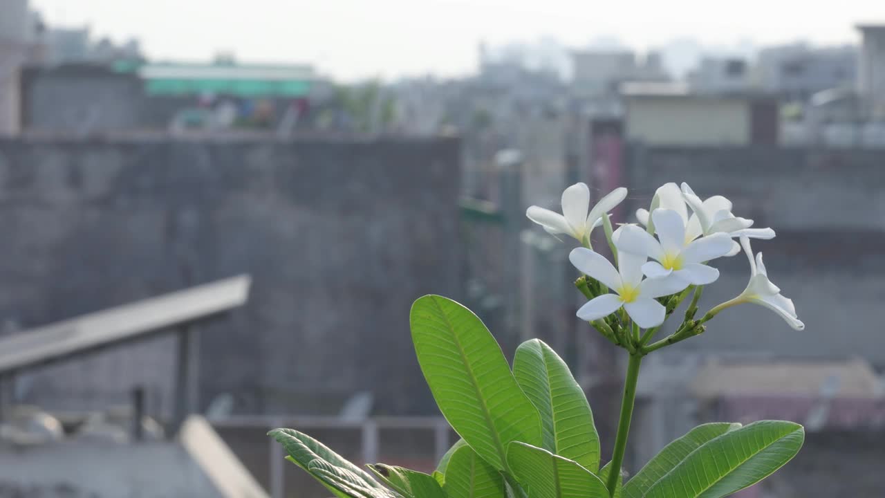 日落黄昏和黎明城市生活。美丽的景色，白色的花在城市生活中的建筑物在日落。视频下载