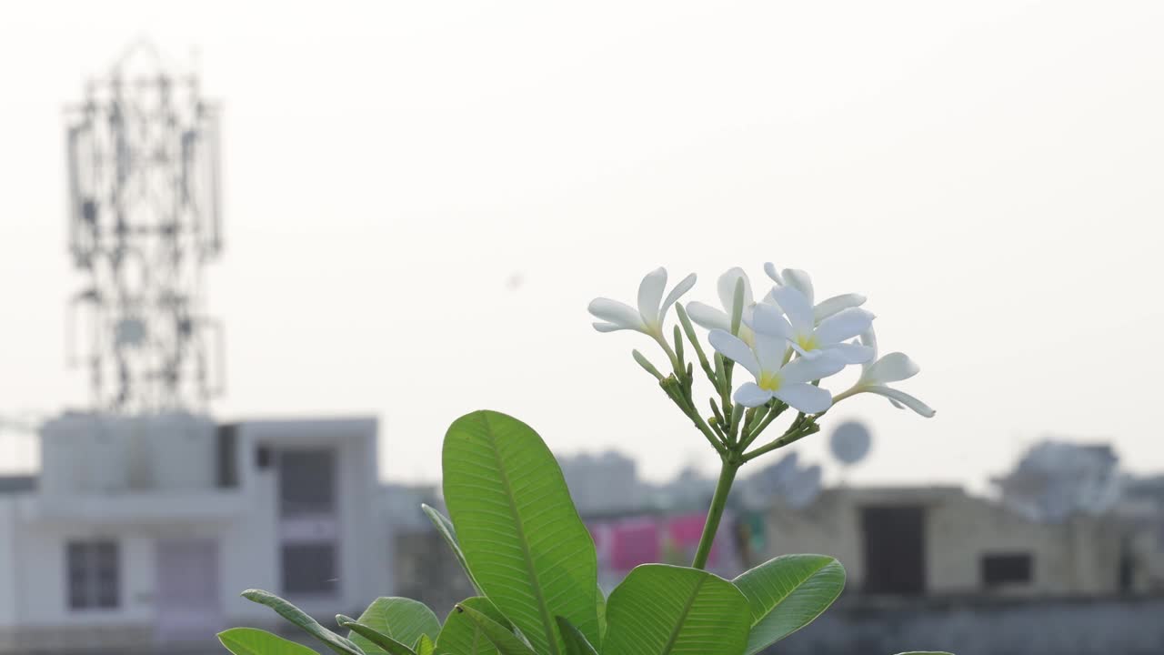 日落黄昏和黎明城市生活。美丽的景色，白色的花在城市生活中的建筑物在日落。视频素材