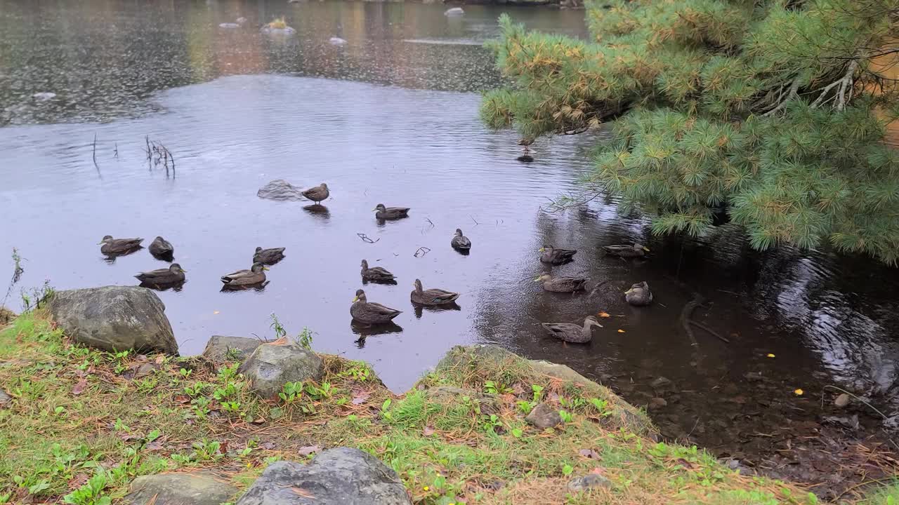 池塘上的鸟群视频素材