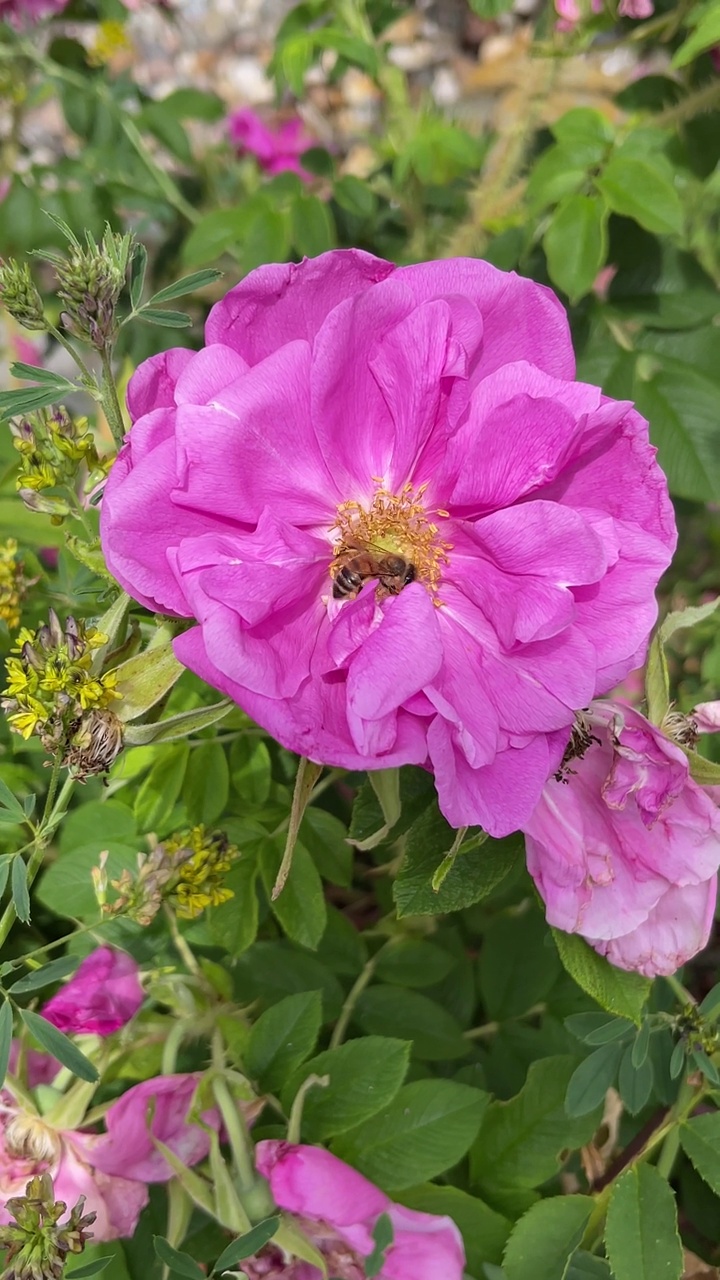 黄蜂在吃花粉视频素材