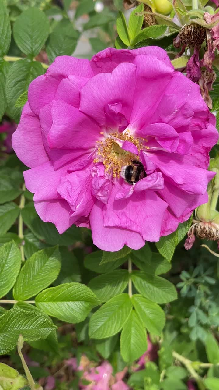 黄蜂、蜜蜂和花朵视频素材