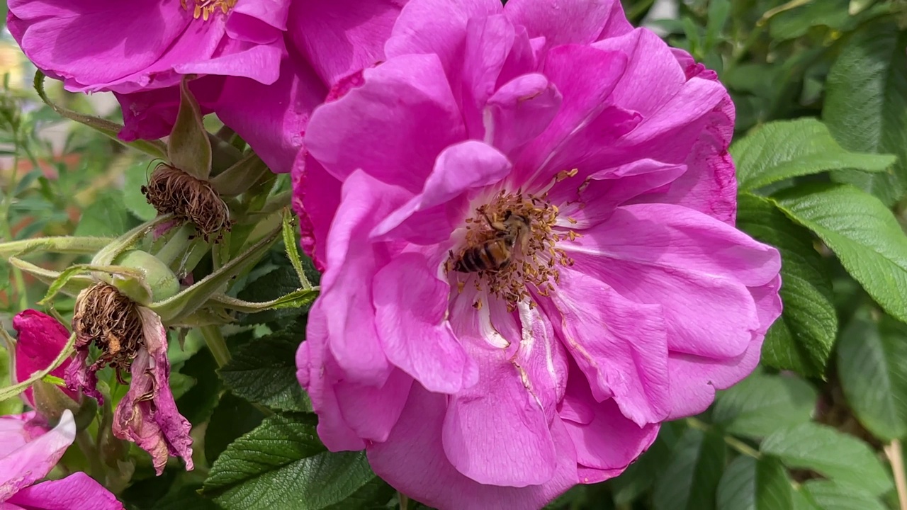 黄蜂、蜜蜂和花朵视频素材