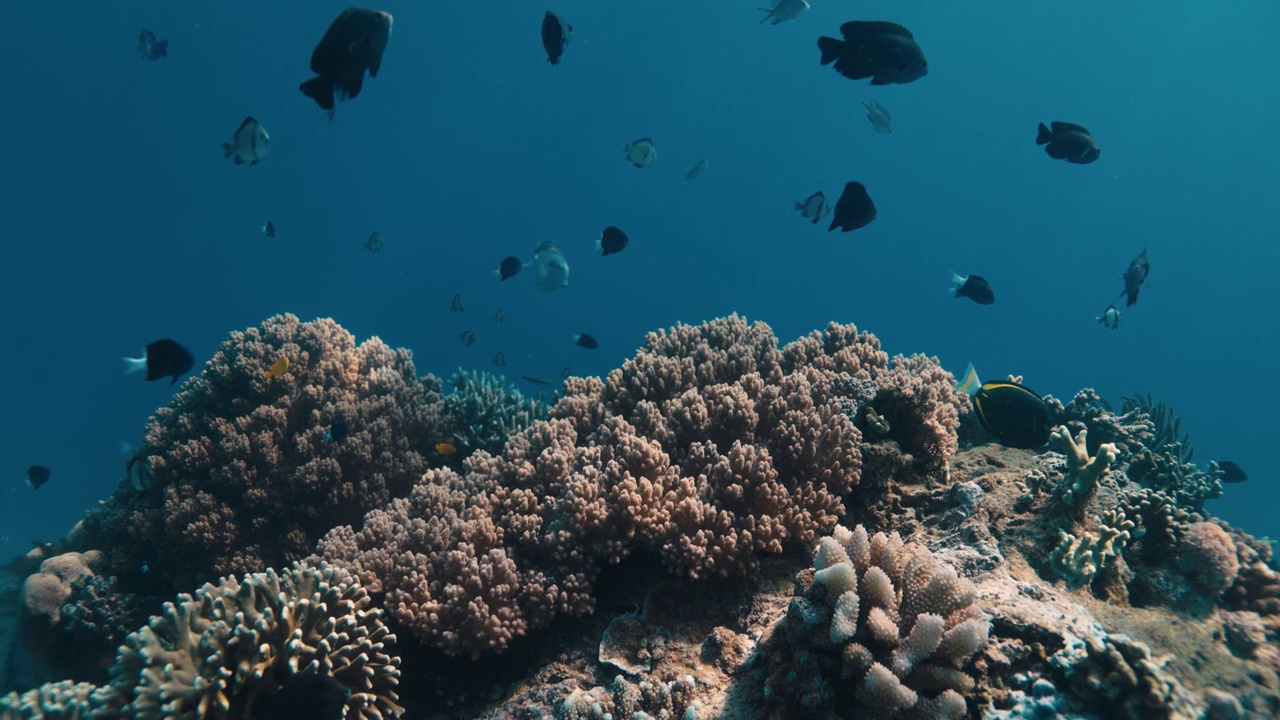 蓝色海洋和热带鱼与珊瑚。在热带与海洋生物一起浮潜视频素材