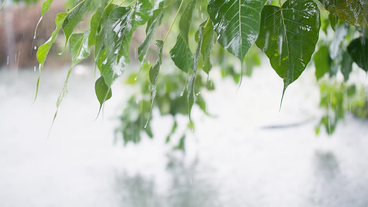 雨天的喜悦:绿叶与雨滴的特写——拥抱大自然更新的清新之美视频素材