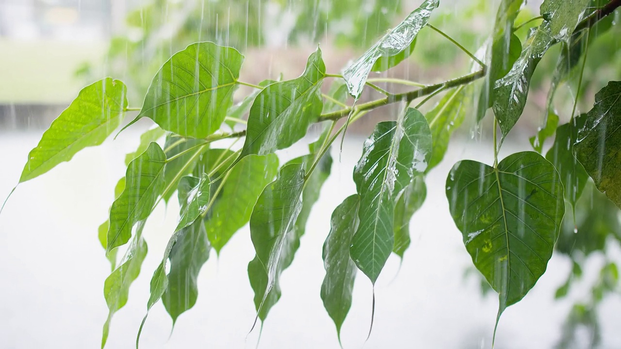 雨天的喜悦:绿叶与雨滴的特写——拥抱大自然更新的清新之美视频素材