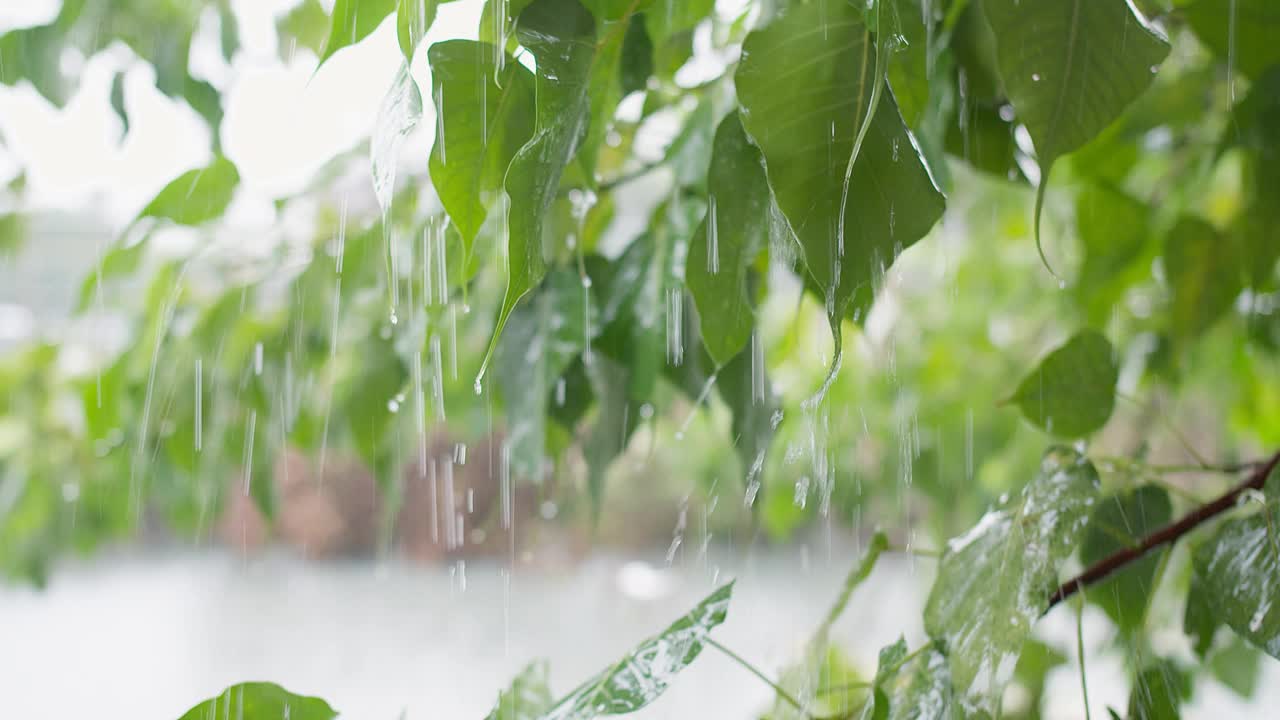 雨天的喜悦:绿叶与雨滴的特写——拥抱大自然更新的清新之美视频素材