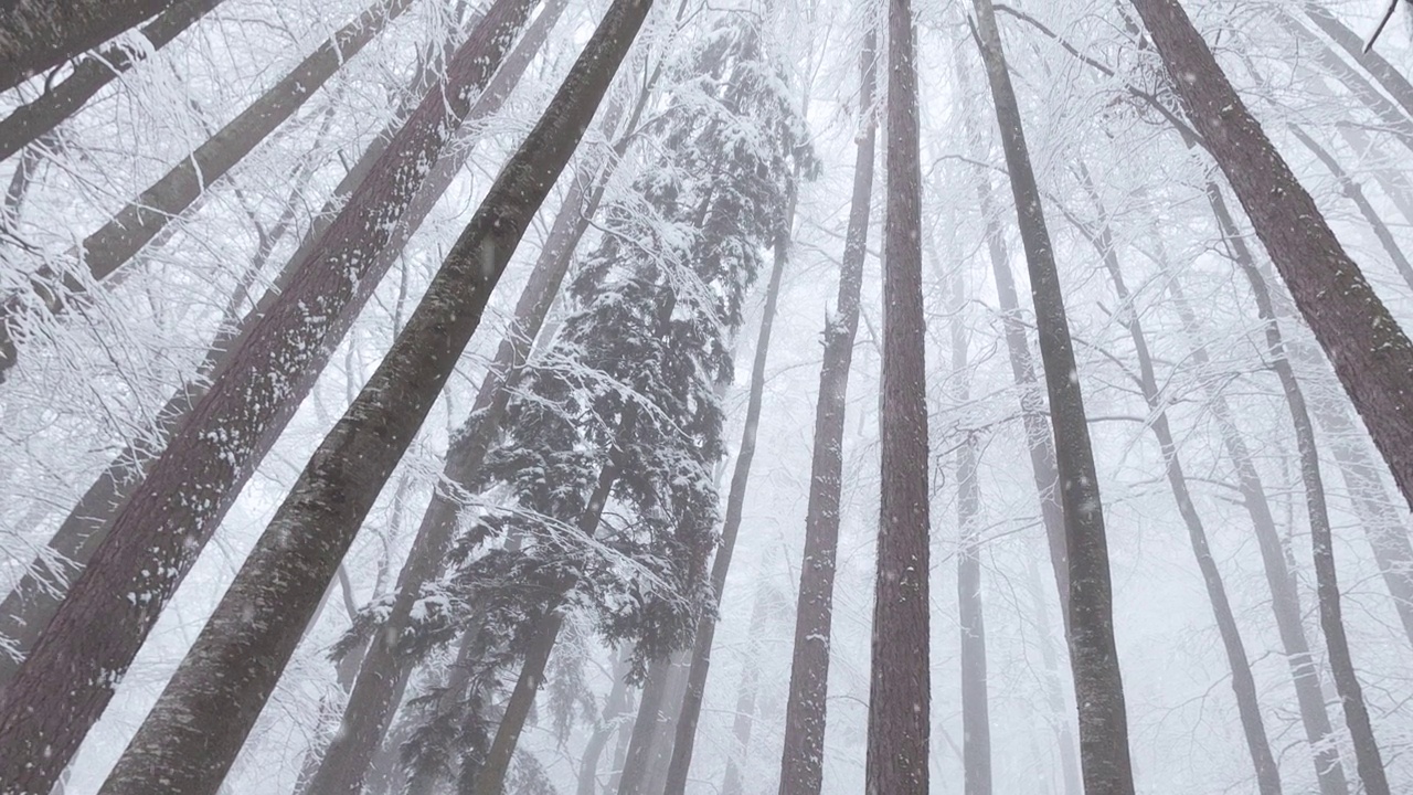 冬季降雪季节多雾，山毛榉树多雪。艺术相机运动。视频素材