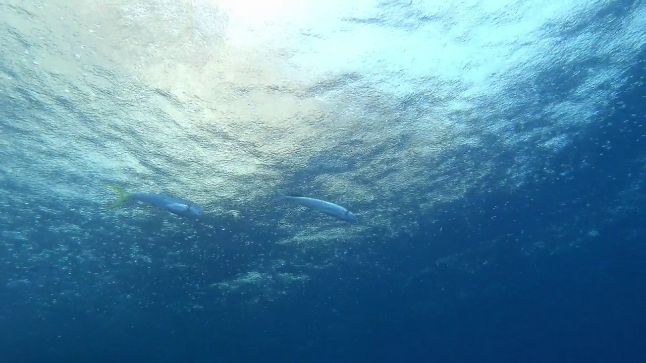 两只海豚在水面上游泳——在马略卡岛潜水视频素材