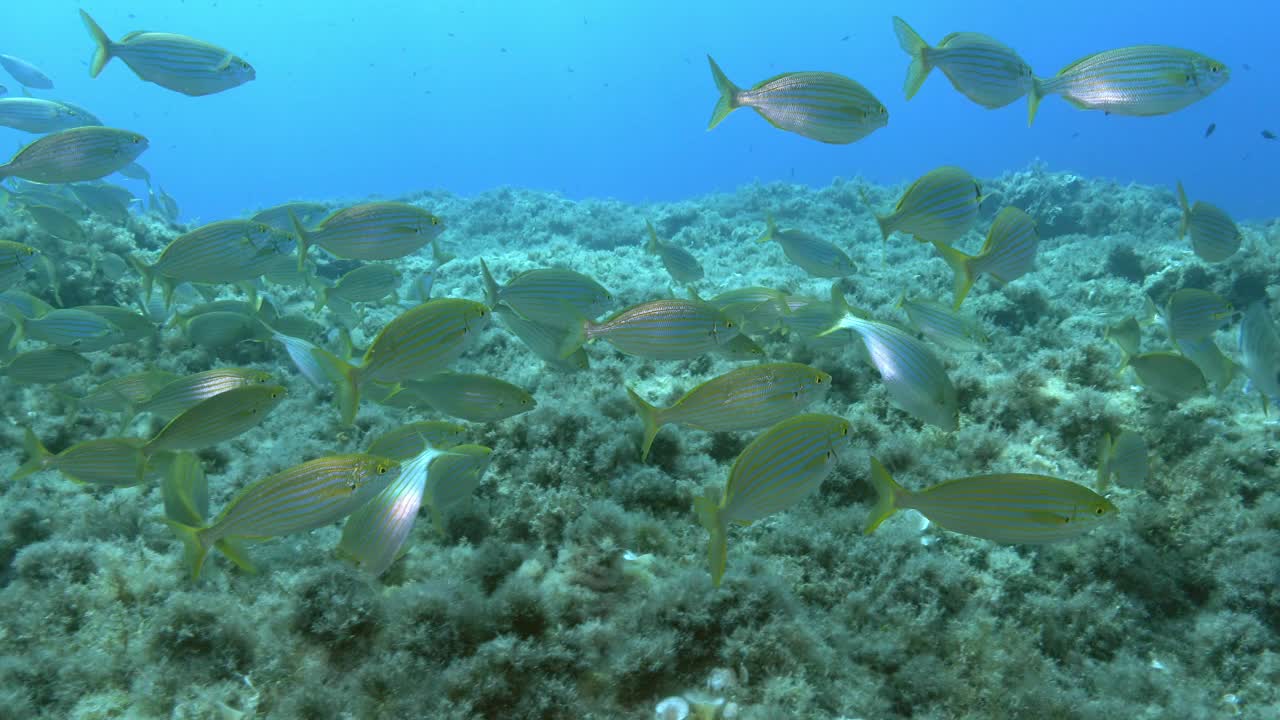 马略卡岛暗礁中的金色带状鱼群-海底生物视频素材