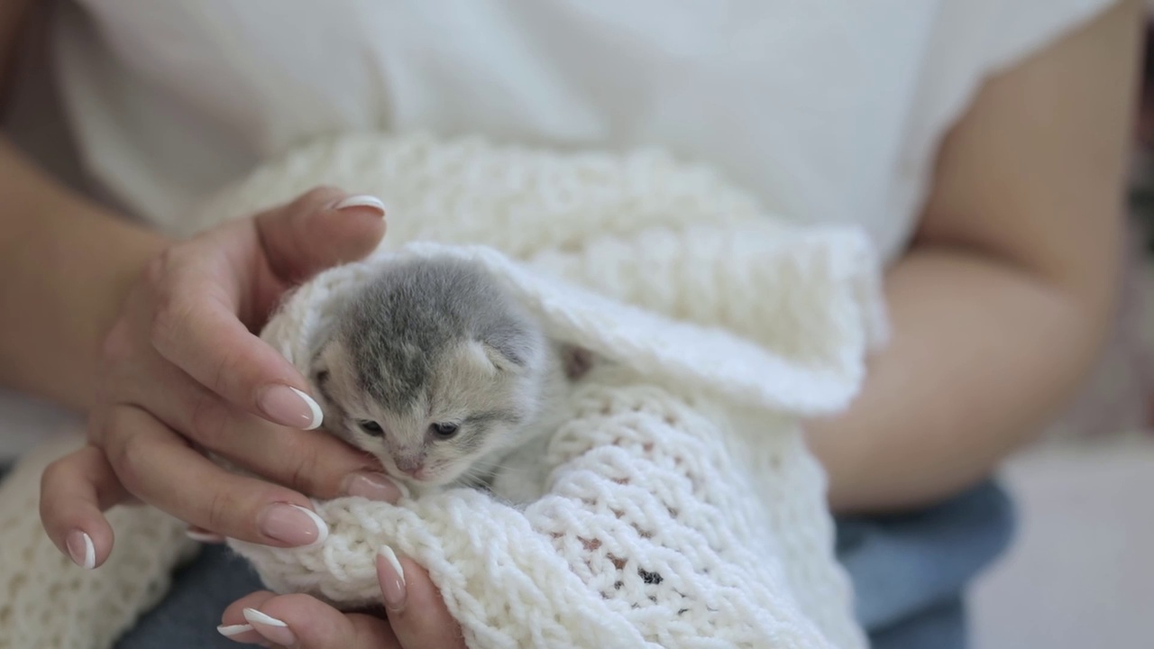 抱着一只刚出生的灰色小猫的女人的手视频素材