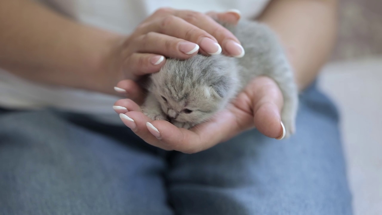 抱着一只刚出生的灰色小猫的女人的手视频素材