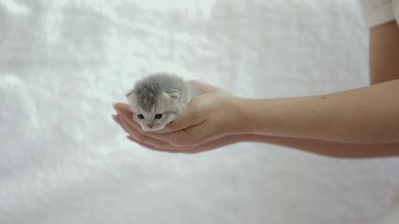 抱着一只刚出生的灰色小猫的女人的手视频素材