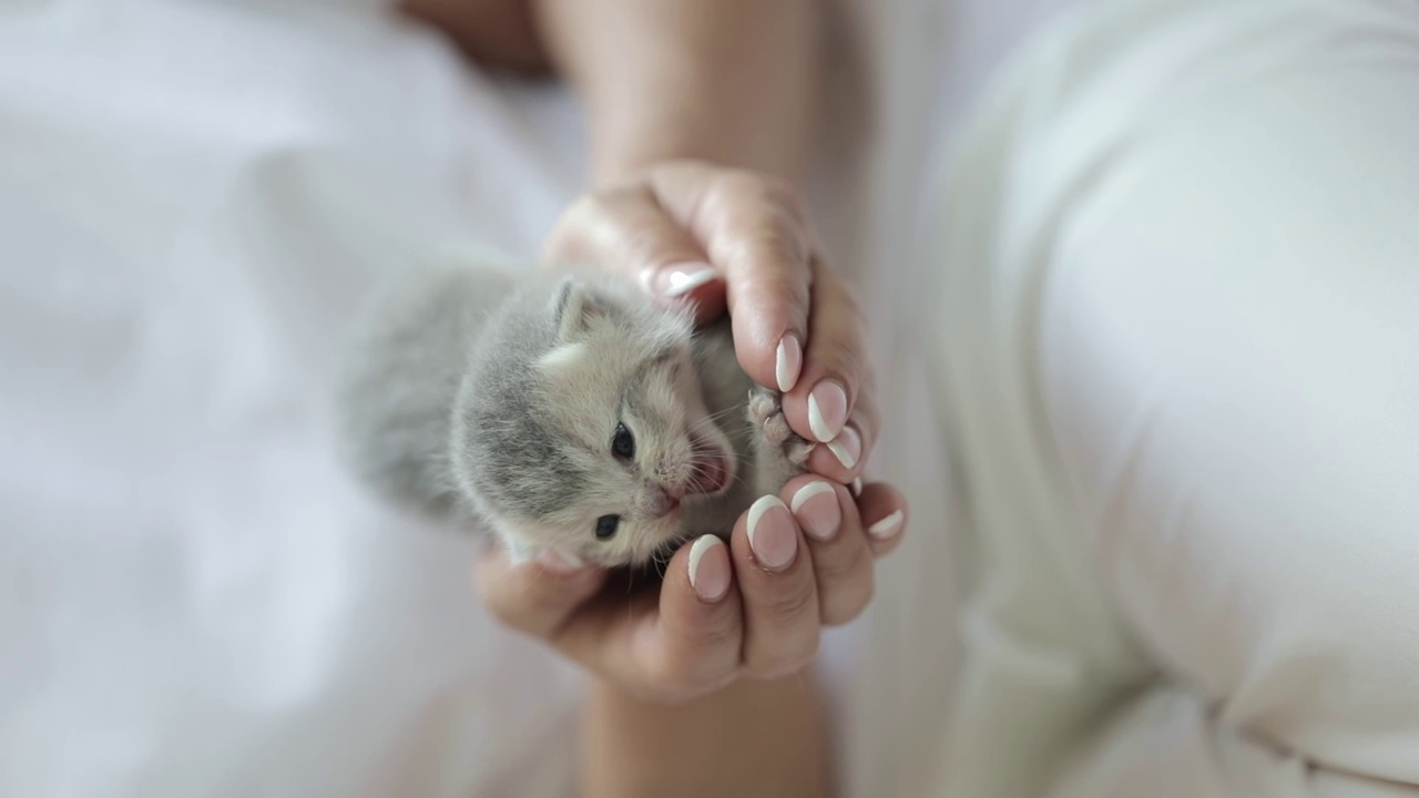 抱着一只刚出生的灰色小猫的女人的手视频素材