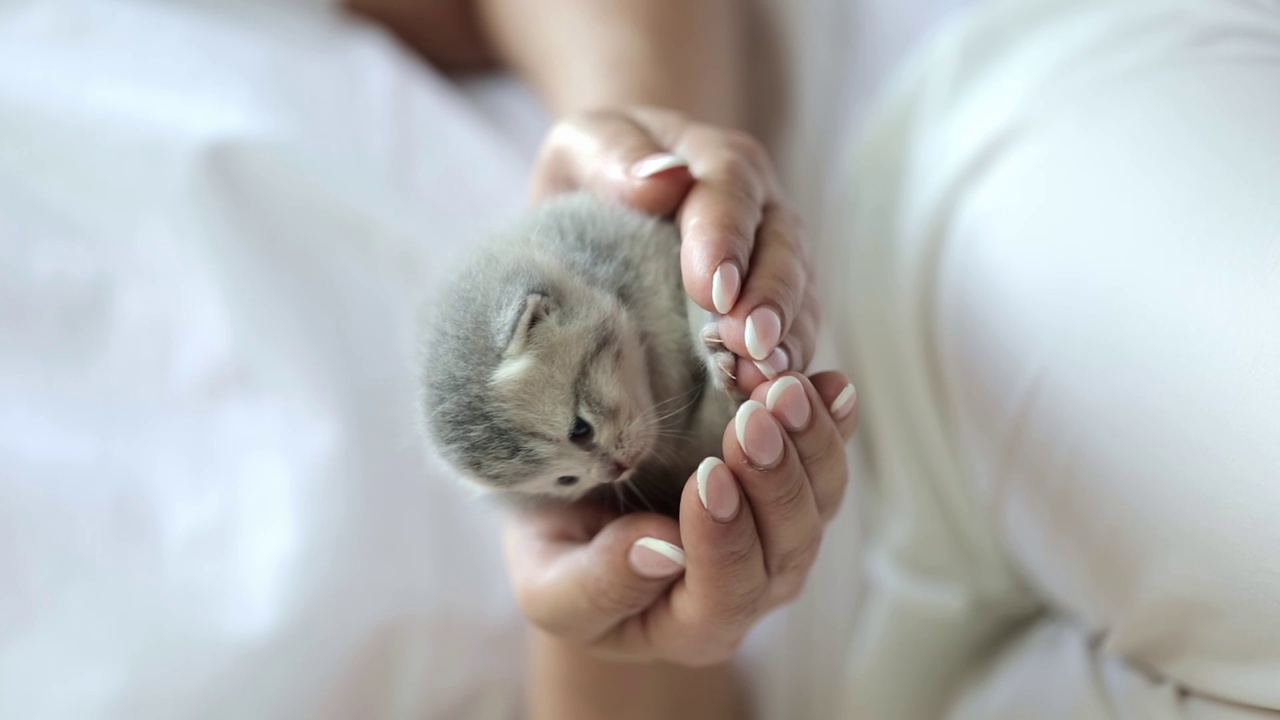 抱着一只刚出生的灰色小猫的女人的手视频素材