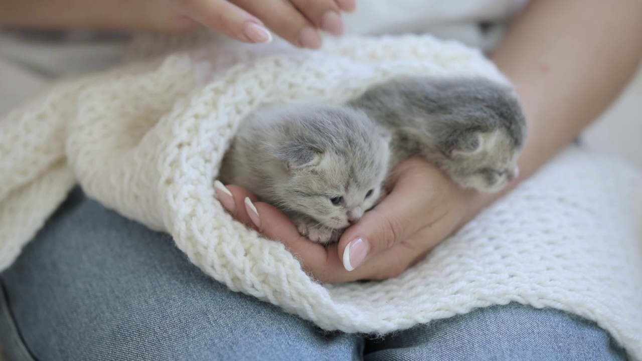 抱着一只刚出生的灰色小猫的女人的手视频素材