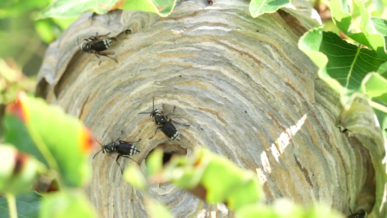 夏天大黄蜂在树上筑巢视频下载