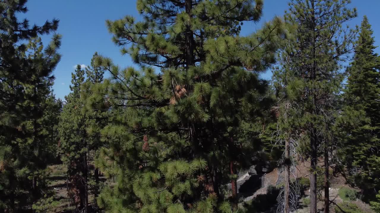 森林树木蓝天和空中展示太浩湖与山脉和森林景观视频下载