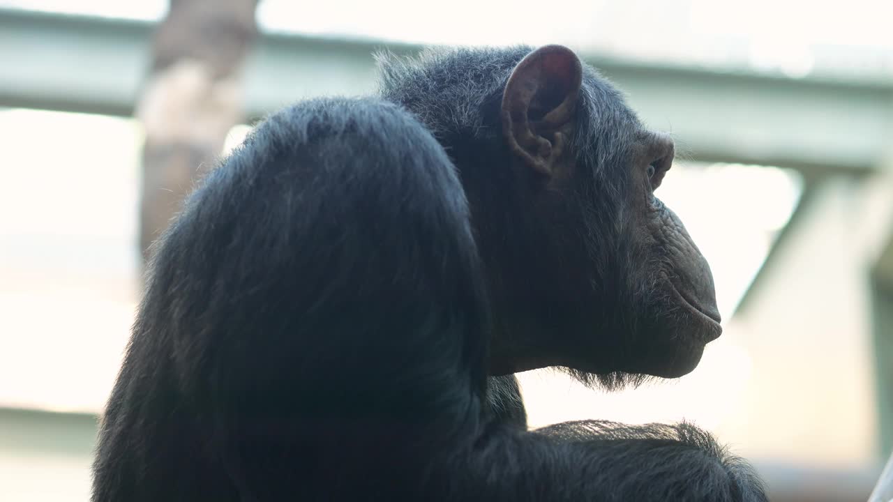 安静的深色猴子坐在动物园的鸟舍里，被圈养着视频素材