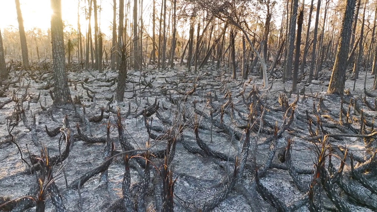 野火过后，被摧毁的森林地面覆盖着灰烬层和烧焦的死植被。自然灾害概念视频素材