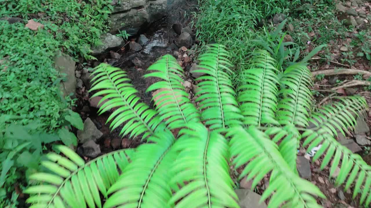 热带森林里的河水视频素材