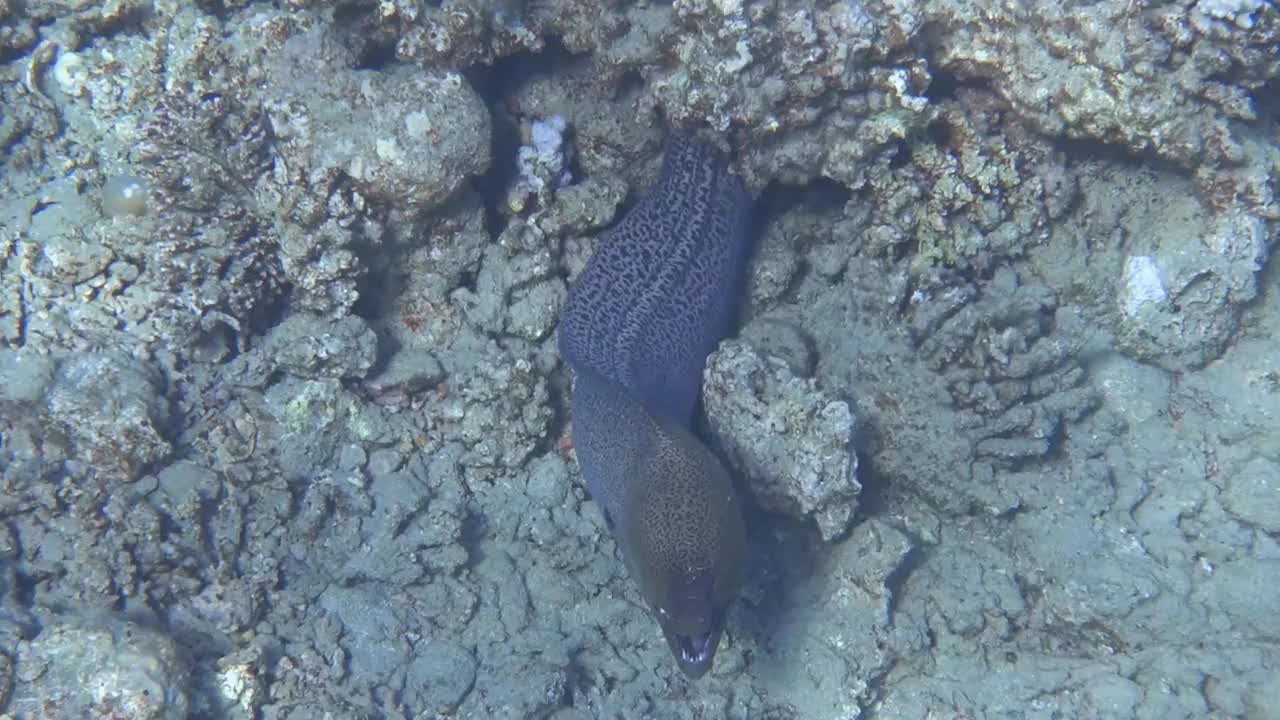 巨大的海珊瑚和许多不同的鱼类在红海视频素材